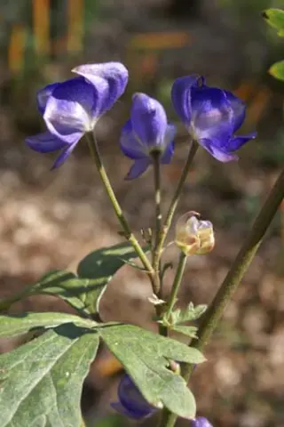Aconitum austroyunnanense