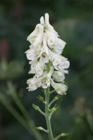Aconitum barbatum var. puberulum W/O/8019