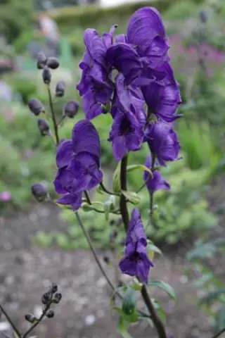 Aconitum 'Blue Lagoon'