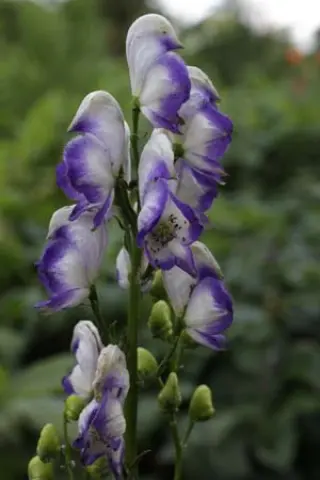 Aconitum 'Blue Sceptre'