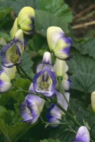 Aconitum x cammarum 'Bicolor'