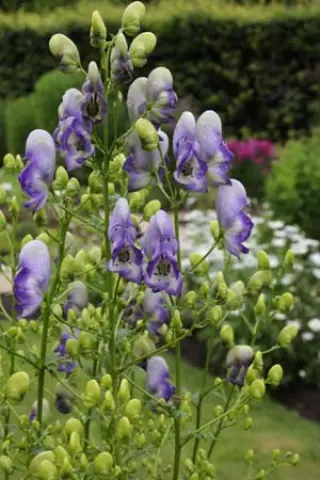 Aconitum x cammarum 'Bicolor'