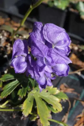 Aconitum carmichaelii ex 'River Teifi'