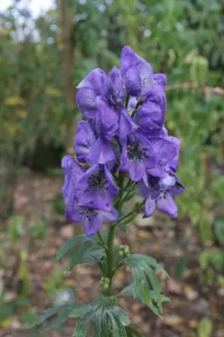 Aconitum carmichaelii 'River Teifi'
