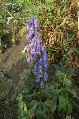 Aconitum carmichaelii 'The Grim Reaper'