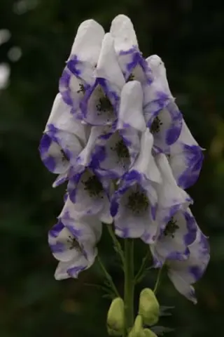 Aconitum 'Cloudy'