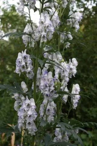Aconitum 'Cloudy'