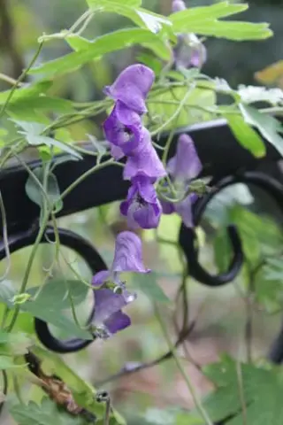 Aconitum episcopale