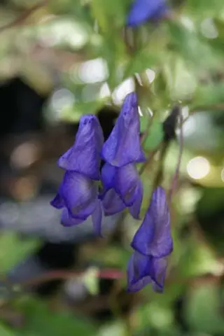 Aconitum hemsleyanum