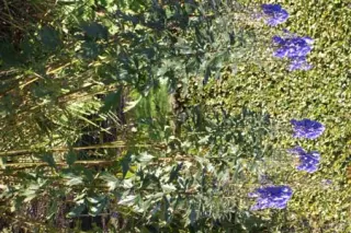 Aconitum incisofidum
