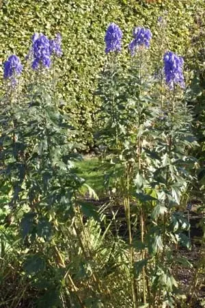 Aconitum incisofidum