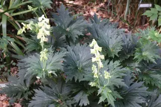 Aconitum krylovii