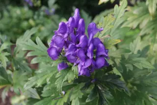 Aconitum kusnezoffii
