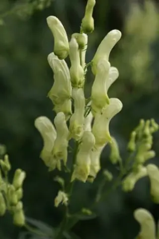 Aconitum lamarckii (lycoctonum)
