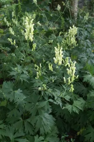 Aconitum lamarckii (lycoctonum)
