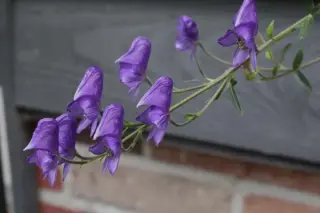 Aconitum nagarum