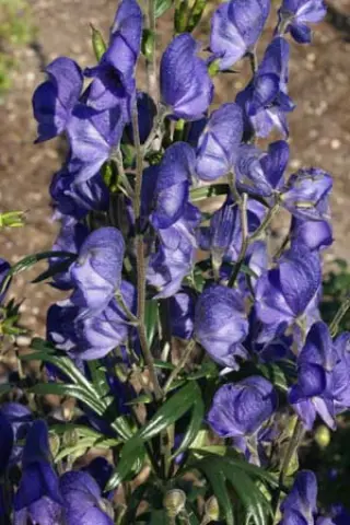 Aconitum napel. 'Blue Valley'