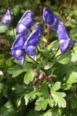 Aconitum napiforme BSWJ943