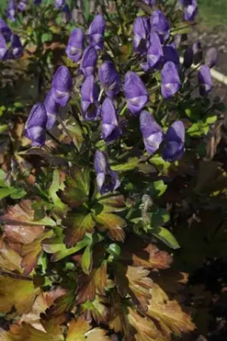 Aconitum napiforme BSWJ943