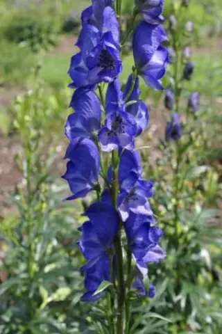 Aconitum napel. 'Kleiner Ritter'