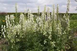 Aconitum napel. 'Schneewittchen'