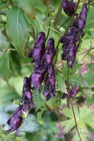 Aconitum 'Red Wine'