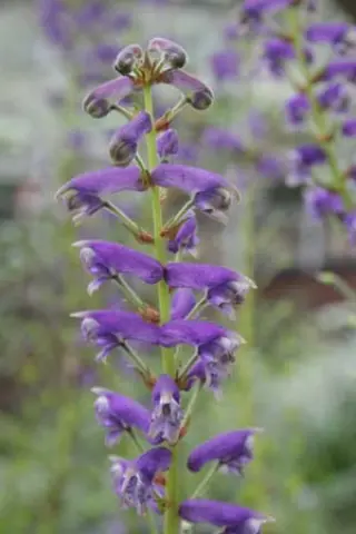 Aconitum scaposum var. scaposum