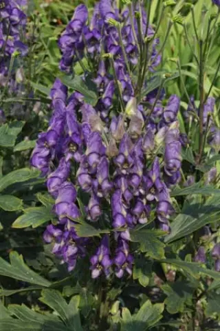 Aconitum seoulense Bswj 4107