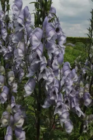 Aconitum 'Stainless Steel'