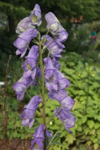 Aconitum wilsonii 'Pale Grey Blue'