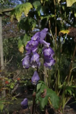 Aconitum wilsonii 'Selectie'