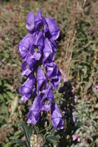 Aconitum wilsonii 'Spätlese'