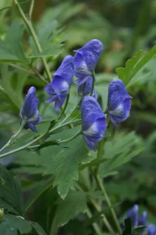 Aconitum yamazakii