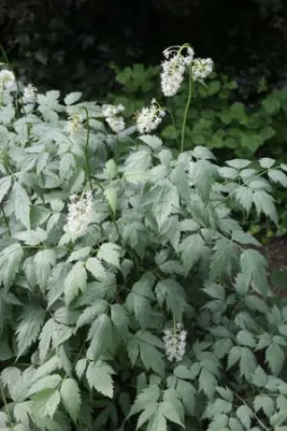 Actaea pachypoda 'Misty Blue'