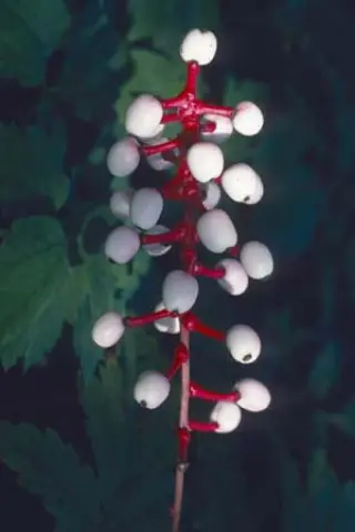 Actaea pachypoda
