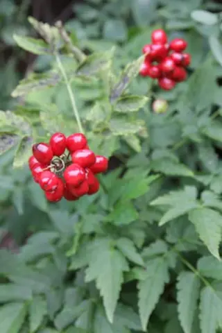 Actaea rubra arguta