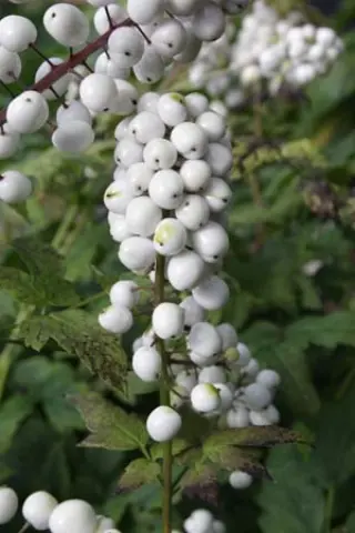 Actaea rubra 'Neglecta'