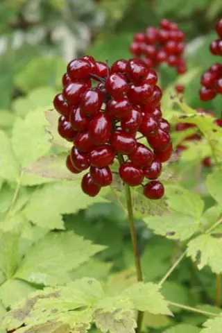 Actaea rubra (erythroc. Sachalin)