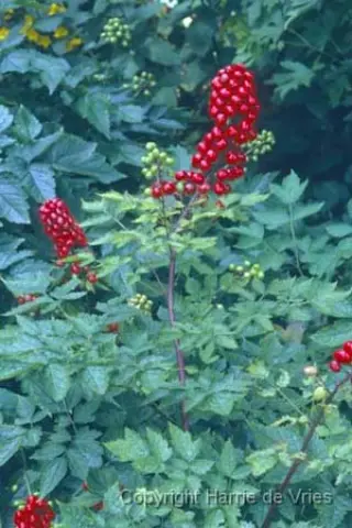 Actaea rubra
