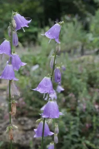 Adenophora gmelinii