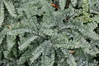 Adiantum aleuticum (syn. A. pedatum 'Aleuticum')