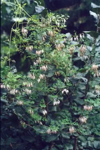 Adlumia fungosa