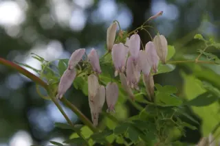 Adlumia fungosa