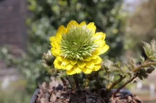Adonis multiflora 'Sandanzaki' (Am. 'Plena')