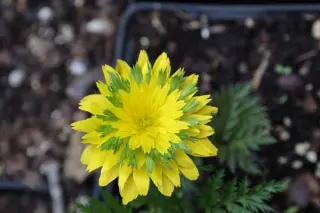 Adonis multiflora 'Sandanzaki' (Am. 'Plena')