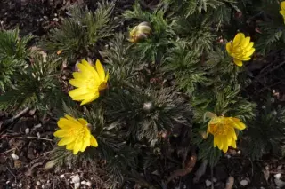 Adonis 'Fukujukai'
