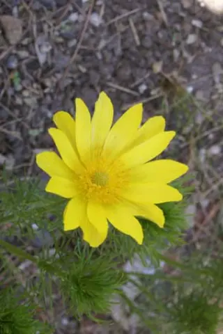 Adonis vernalis