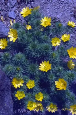 Adonis vernalis
