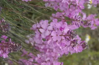 Aethionema grandiflora