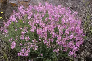 Aethionema grandiflora